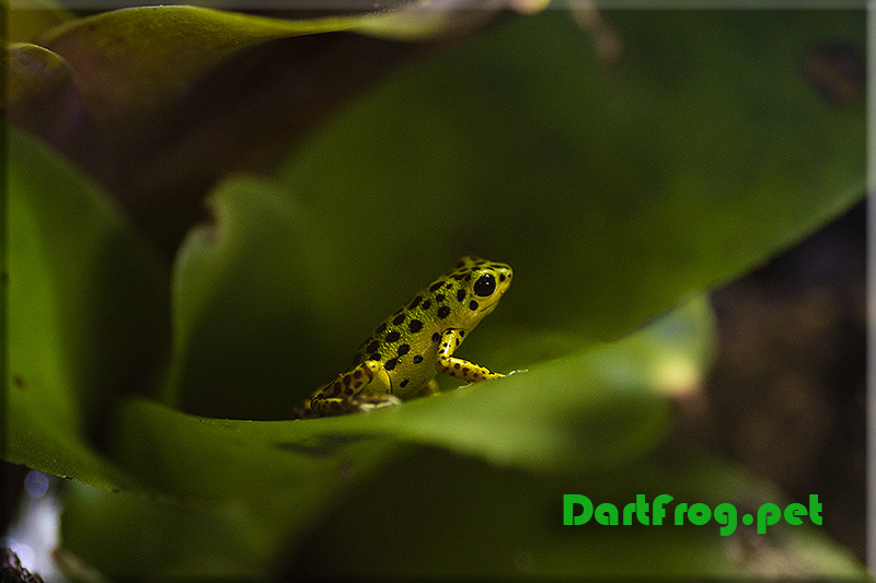 Bromeliad Dart Frog
