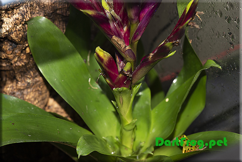 Bromeliad with Dart Frog