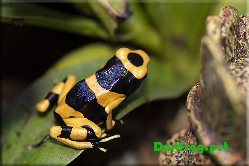 Banded Lecomelas Tinctorius Dart Frog