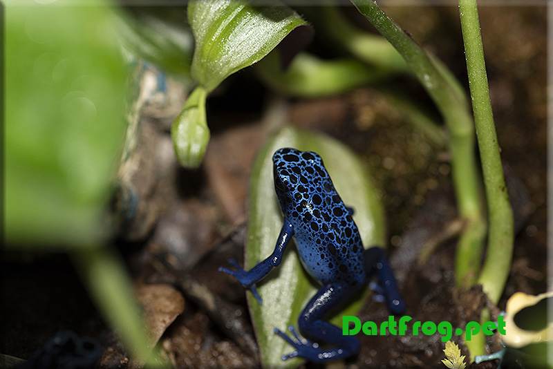 Azureus Tinctorius Dart Frog