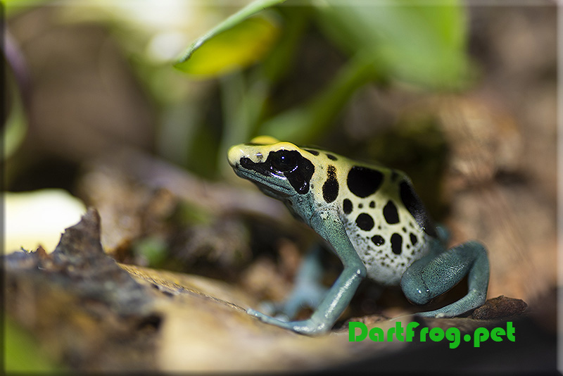 Patricia Tinctorius Dart Frog