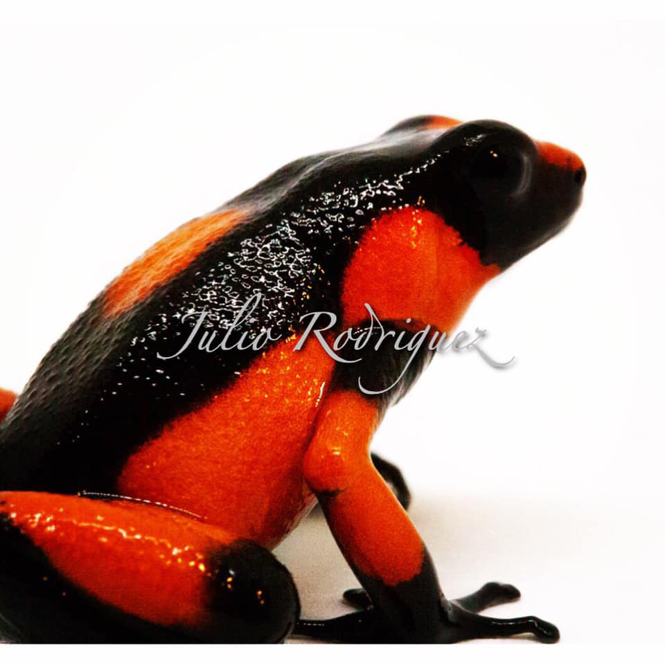 Poison Dart Frog Species Histrionica