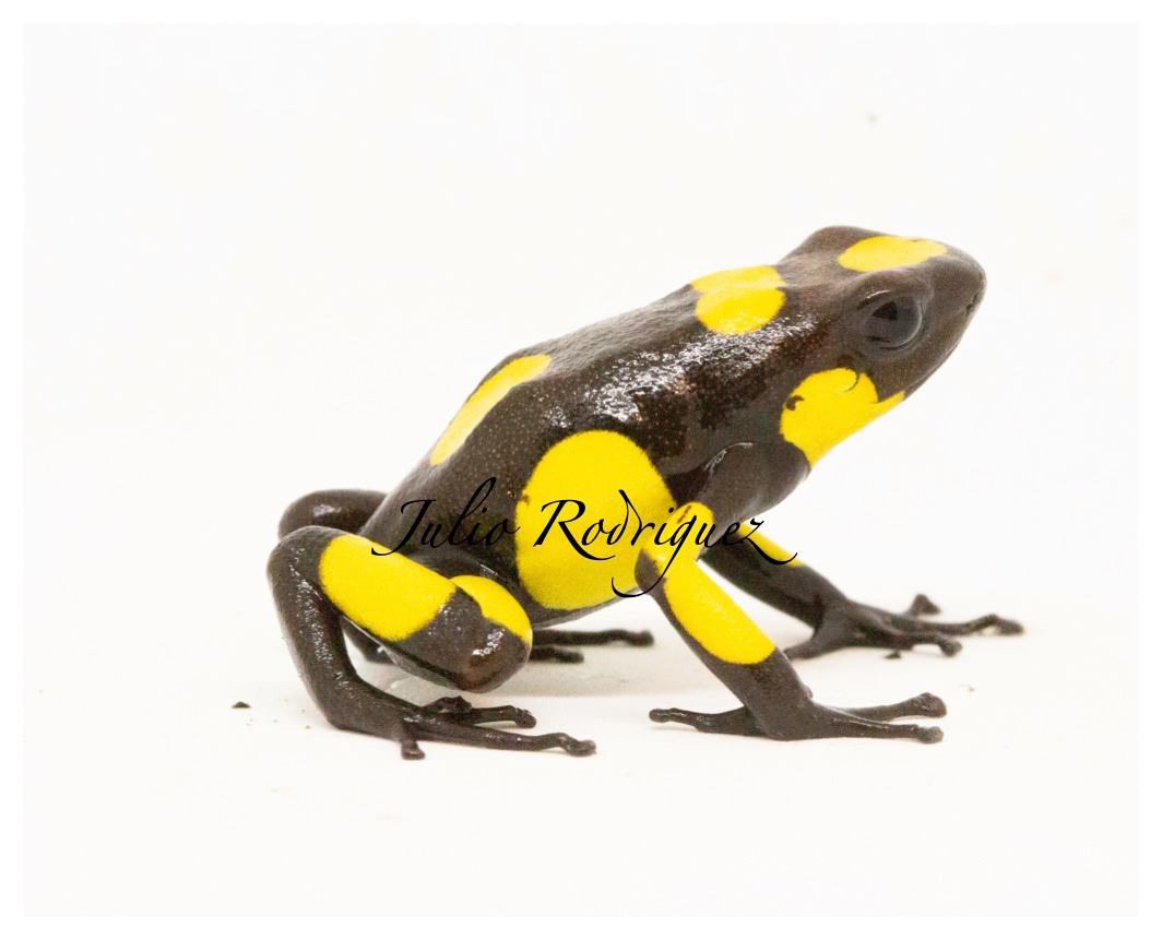 Oophaga histrionica bahia solano (95) 사진