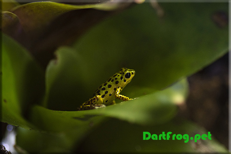 Drago Colon Dart Frog