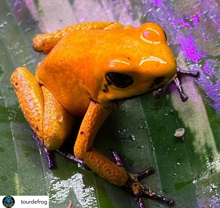 Poison Dart Frog Species Terribilis