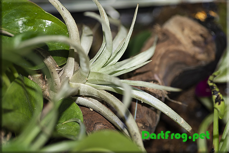 Air Plant