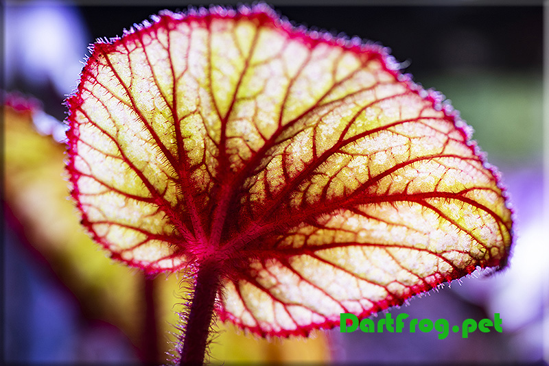 Begonia Rex