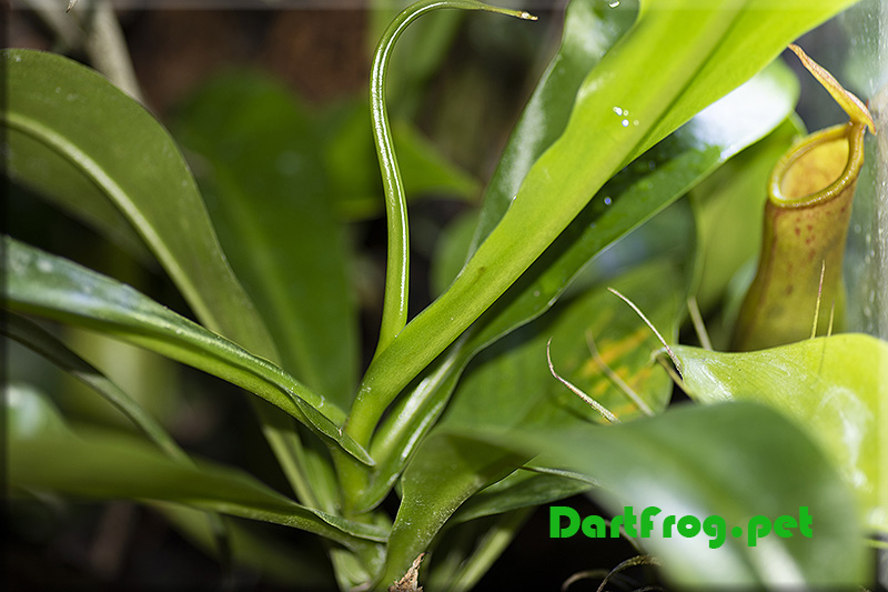 Pitcher Plant